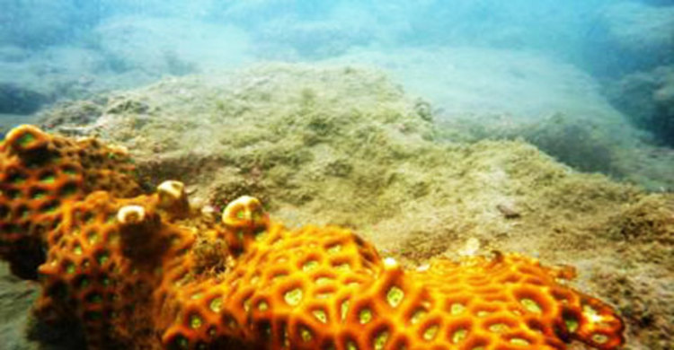 সাগর তলে নতুন দ্বীপ