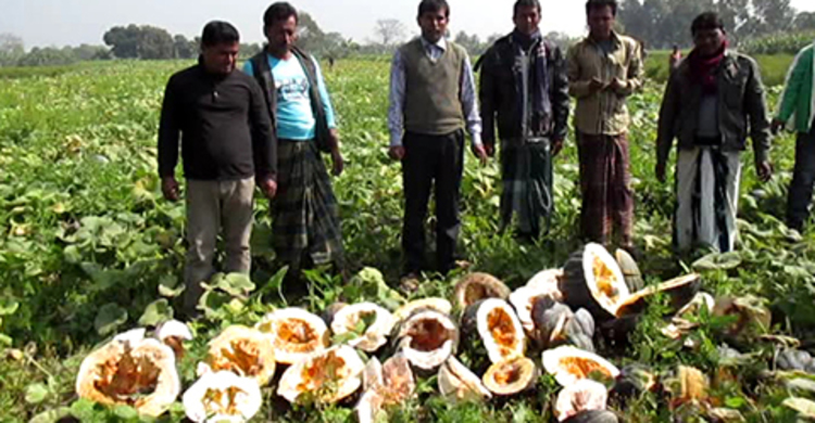 শত্রু যখন মিষ্টি কুমড়া!