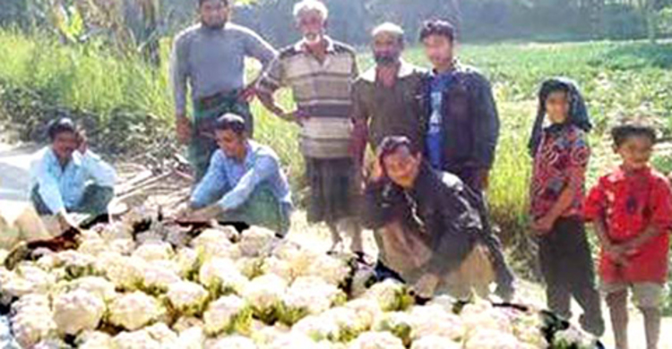 কিশোরগঞ্জে ফুলকপির পিস এক টাকা 