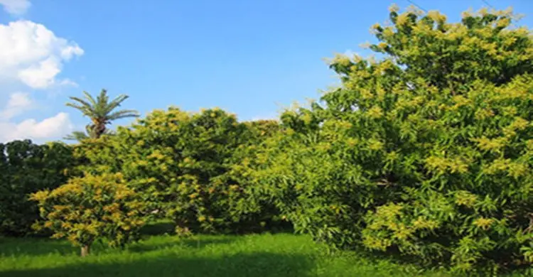 দুর্বৃত্তদের রাতের শিকার ১৩০টি আম গাছ