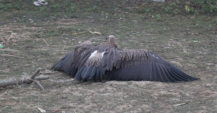 পঞ্চগড়ে ‘মদনটাক’ উদ্ধার