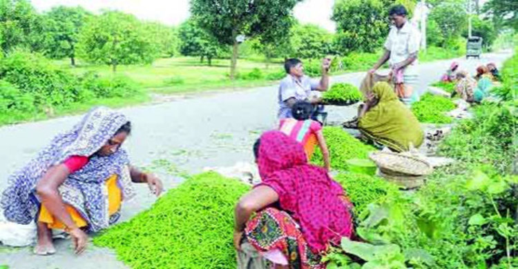 ক্ষেতেই নষ্ট হচ্ছে সবজি