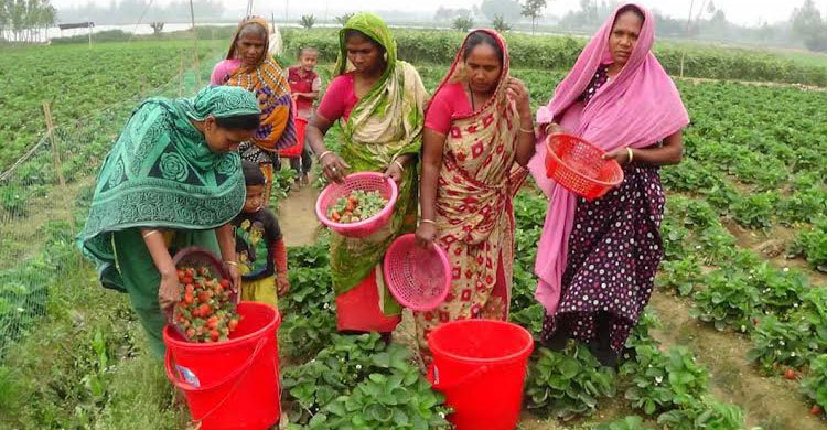 গাইবান্ধায় শতাধিক জমিতে চাষ হচ্ছে স্ট্রবেরি