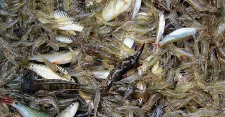 দেশে মাছের চাহিদা ৩৭ লাখ ৯২ হাজার মেট্রিক টন