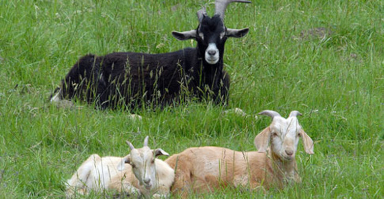 যুক্তরাষ্ট্রের পরিবেশ রক্ষায় ছাগল!