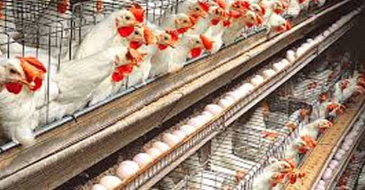 অবরোধ : পোল্ট্রিশিল্পে লোকসান ২৫৬ কোটি