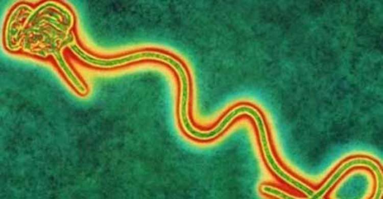 মালিকে ইবোলামুক্ত ঘোষণা