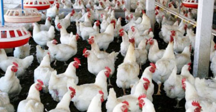 চুয়াডাঙ্গায় খামারে আগুন লেগে ১২শ মুরগি ভস্মীভূত