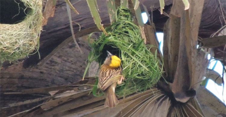 হারিয়ে যেতে বসেছে বাংলার ঐতিহ্যবাহী বাবুই পাখির বাসা