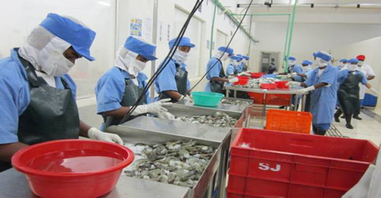 মুখ থুবড়ে পড়ছে চিংড়ি শিল্প