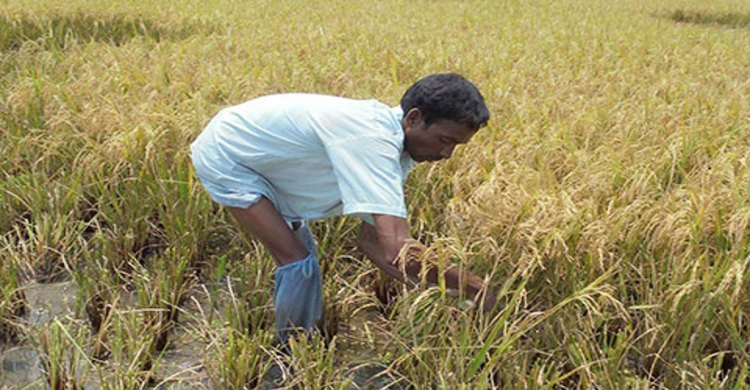 সরাইলে জোঁক আতঙ্ক :  জমিতেই ঝরে পড়ছে ধান