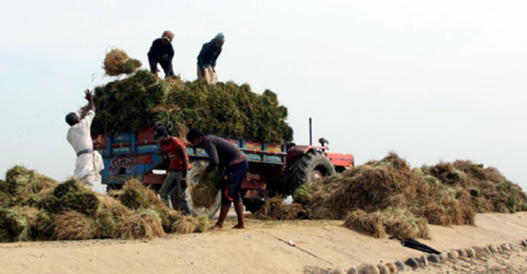 বোরো ধানের বাম্পার ফলন : দাম নিয়ে শঙ্কিত কৃষক