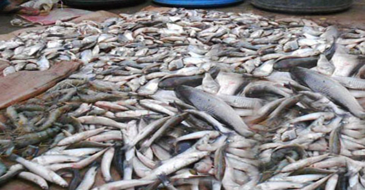 বাগেরহাটে মৎস্য ঘের থেকে ৩০ লাখ টাকার মাছ লুট