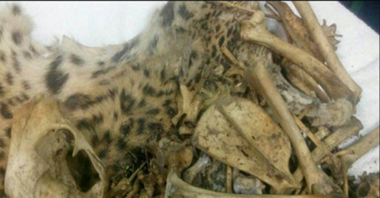 বাঘের মাথার খুলি ও হাড়গোড়সহ শিকারি আটক