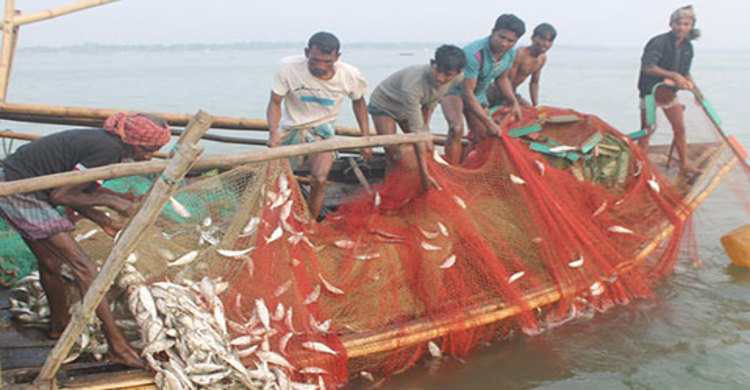 জাটকা সংরক্ষণ সপ্তাহ উদ্বোধনের পরই জাটকা নিধন