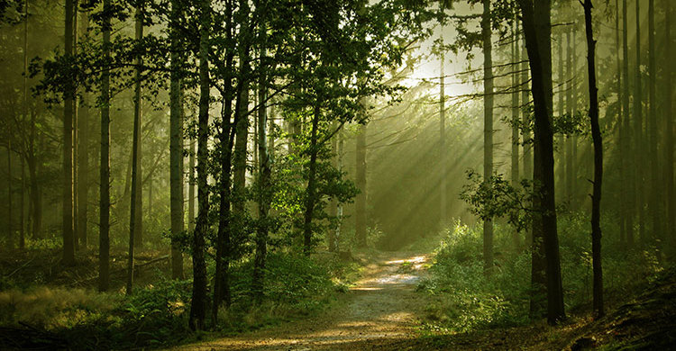 ১৮ হাজার তামাক চুল্লিতে জ্বলছে কক্সবাজারের বনাঞ্চল