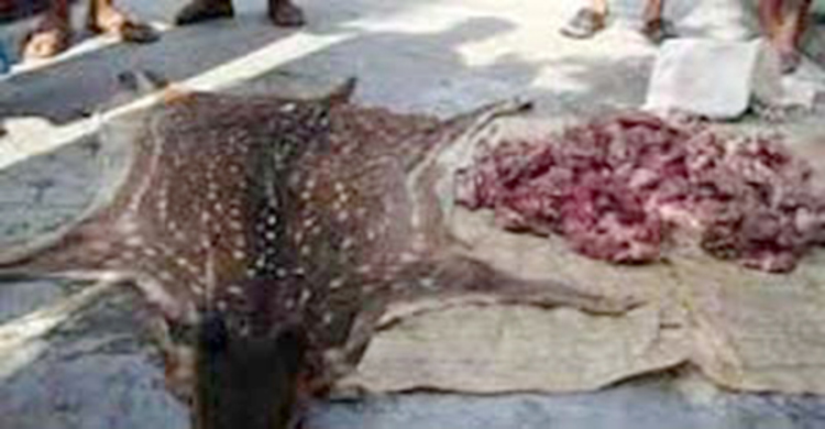 হরিণের মাংসসহ বাবা-ছেলে আটক