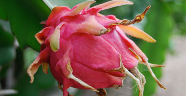 বরেন্দ্র অঞ্চলে ড্রাগন ফল চাষের উজ্জল সম্ভবনা