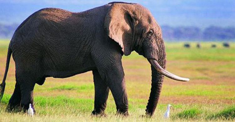 সাইপ্রাস যাওয়া হলো না শোভারাণীর