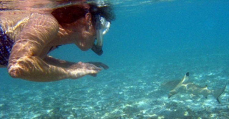 অস্ট্রেলিয়ায় হাঙ্গরের আক্রমণে মৃত্যুর সঙ্গে লড়ছেন সার্ফার