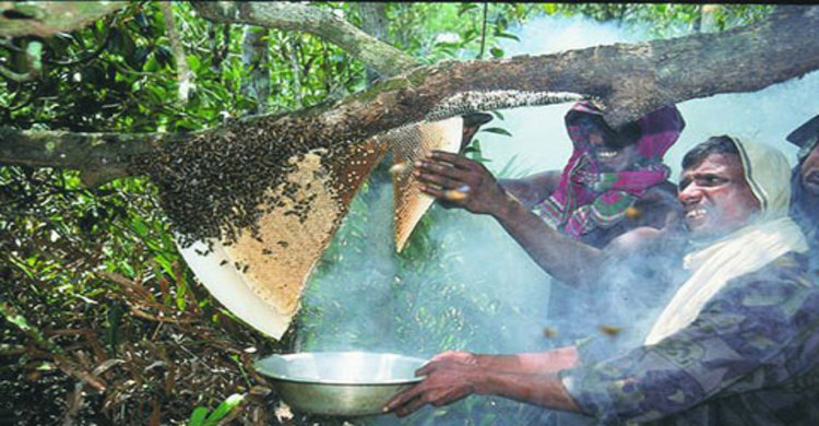 হুমকির মুখে সুন্দরবনের মধু সম্পদ 