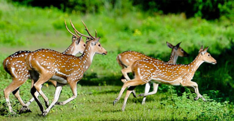 বনে মিঠা পানির সংকট : ভোলায় লোকালয়ে চলে আসছে হরিণ