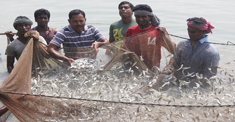 যশোরের ‘মাছ নান্নু’ এখন ভাগ্য বদলের দিশারী