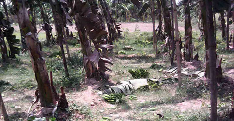 ৩ কৃষকের দেড়শো কলার কাঁদি কর্তন 