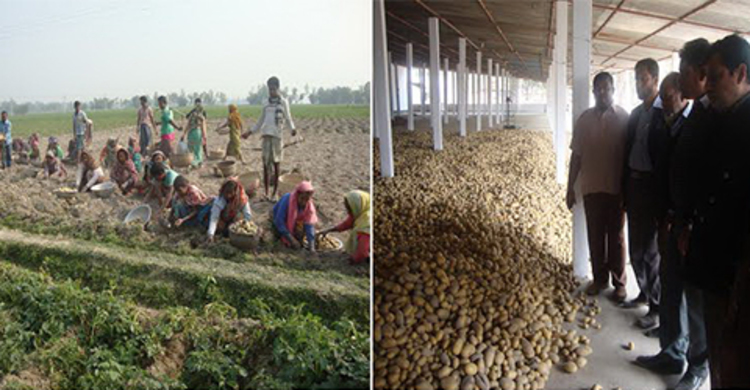 জয়পুরহাটে মিউজিকা আলু চাষে  সাফল্য