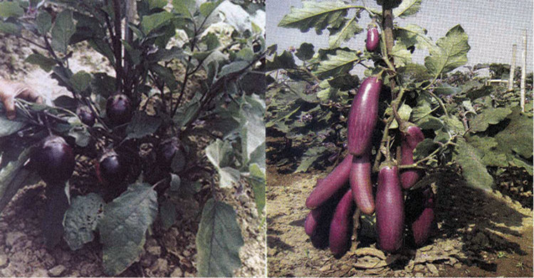 জয়পুরহাটে বেগুন চাষে বাম্পার ফলন