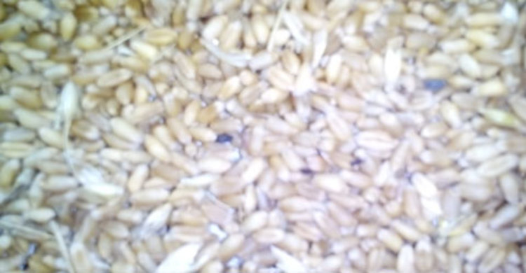 পাঁচবিবিতে সরকারি খাদ্য গুদামে দুর্নীতির অভিযোগ