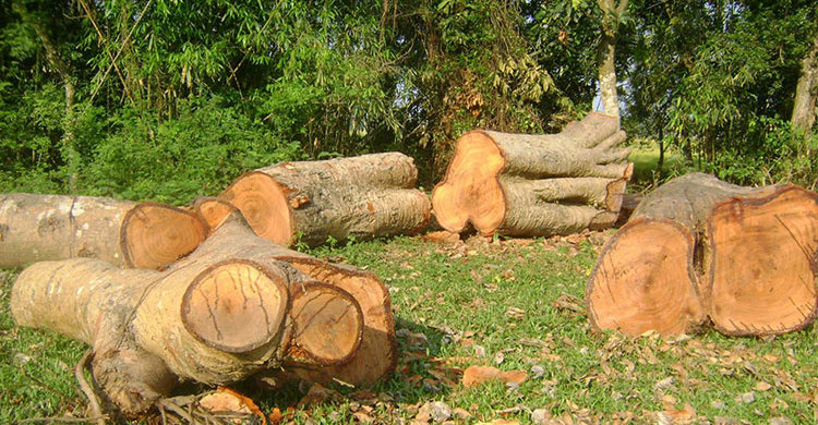 কালাইয়ে সরকারি জমির গাছ বিক্রির অভিযোগ