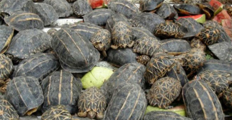 বেনাপোলে ৫৩টি ভারতীয় কচ্ছপ উদ্ধার