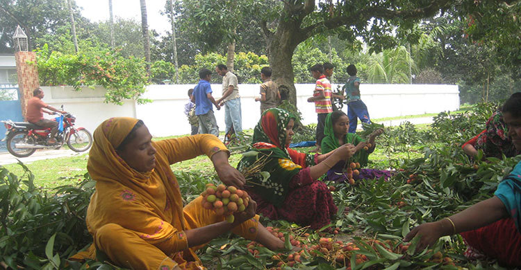 লিচু রাজ্য দিনাজপুরে এক লাখ নারীর কর্মসংস্থান