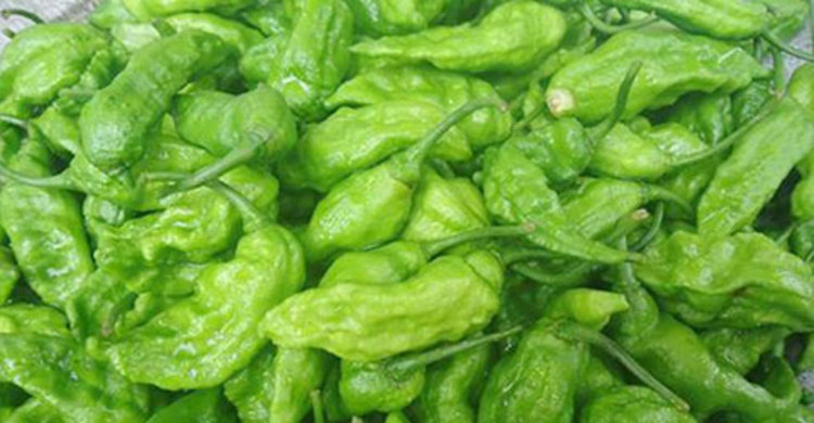 ভারতেও রপ্তানী হচ্ছে ঝালকাঠির সুগন্ধি বোম্বাই