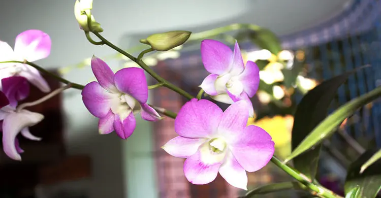 অর্কিড চাষে স্বাবলম্বী হওয়ার স্বপ্ন
