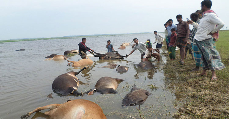 সুনামগঞ্জে বজ্রপাতে নিহত ৪ : মারা গেছে ২২০টি গরু
