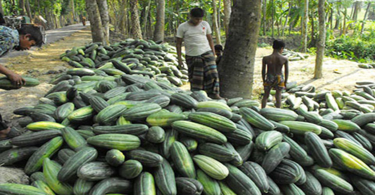 বিপাকে জিয়ানগরের বাঙ্গী চাষীরা