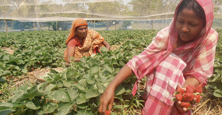 কুড়িগ্রামে স্ট্রবেরি চাষিরা হতাশ, বাজার ব্যবস্থা দুর্বল