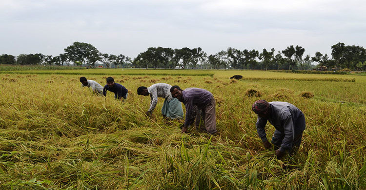 ধানের বাম্পার ফলনেও হতাশ ঠাকুরগাঁওয়ের কৃষকরা