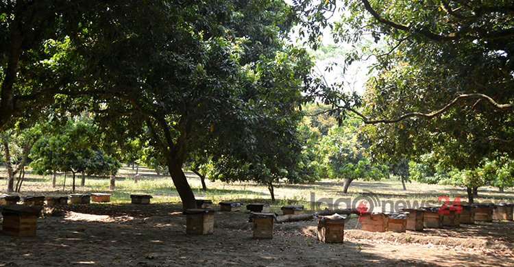 ঠাকুরগাঁওয়ে এক বাগানে লিচু ও মৌ চাষ