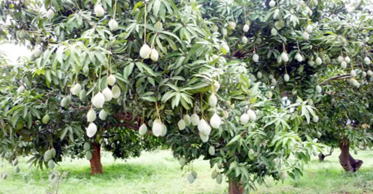 বাঘায় ২০ দিনের জন্য আম পাড়া বন্ধ