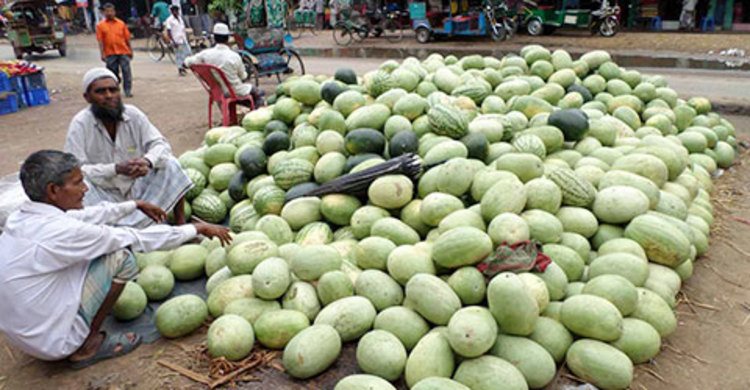 বৃষ্টিতে তরমুজ ব্যবসায়ীদের মাথায় হাত