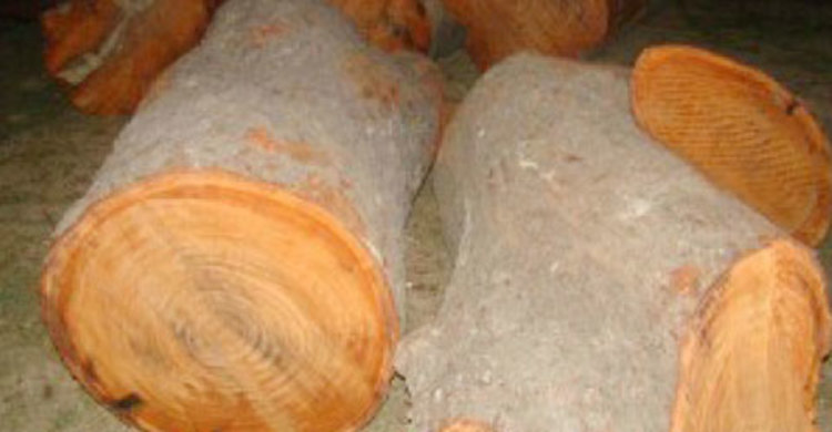 বান্দরবানে চোরাই কাঠ জব্দ