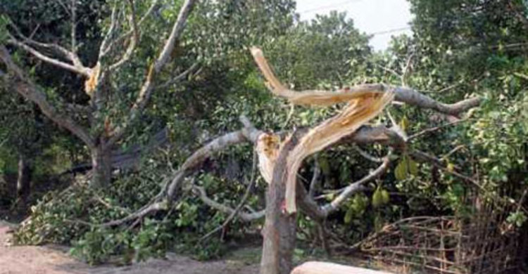 নোয়াখালীতে কালবৈশাখী ঝড়ে ১০ ঘর বিধ্বস্ত, আহত ৮