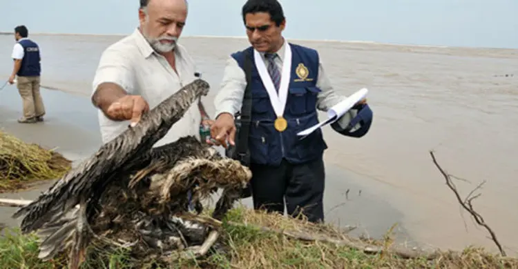 চিলিতে ১৩শ’ পাখির রহস্যজনক মৃত্যু