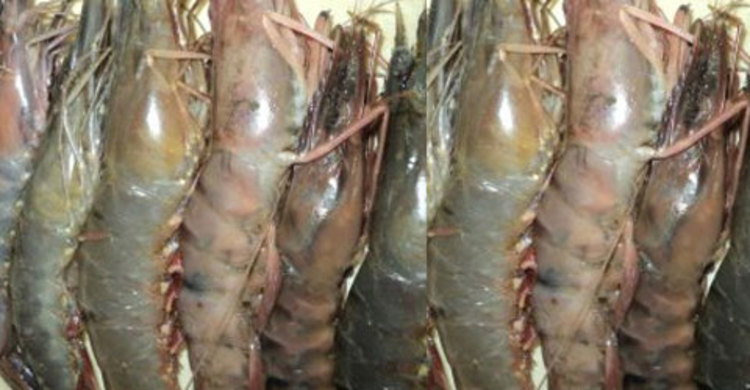 টেকনাফে ৯২১ কেজি চোরাই চিংড়ি জব্দ