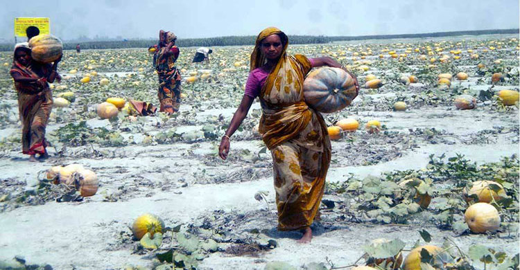 ধু-ধু বালুচর লাল সবুজে পরিণত 