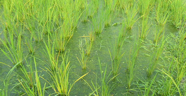 কীটনাশক প্রয়োগে বোরো রোপা গাছে পঁচন