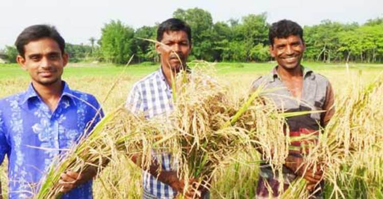 ফরিদপুরে জিংক ধানে কৃষকের মুখে হাসি